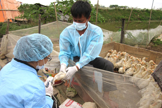 Việt Nam tạo vắc xin phòng 4 loại bệnh ở gia cầm
