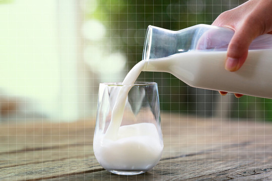 Nguy cơ nhiễm khuẩn khi uống sữa tươi chưa tiệt trùng