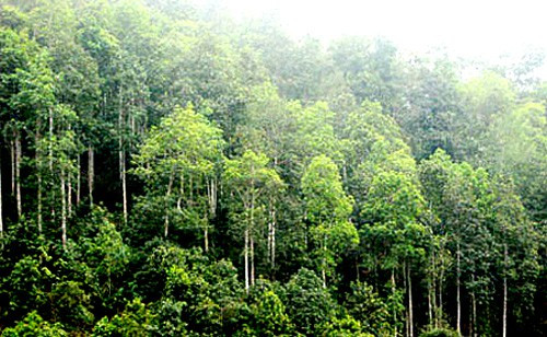 Tỷ lệ che phủ rừng trên toàn quốc đạt 42,01%