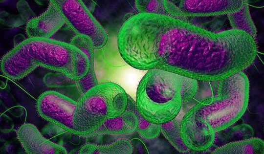 Ngăn ngừa nhiễm khuẩn Vibrio vulnificus