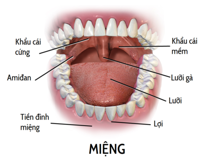Cẩn trọng trước thương tích rách vòm miệng ở trẻ em