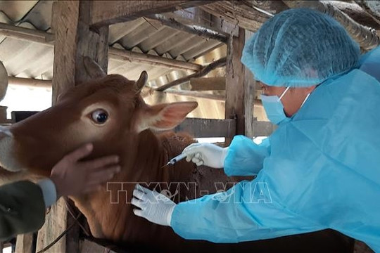Nghiên cứu vắc xin phòng bệnh cho đàn gia súc