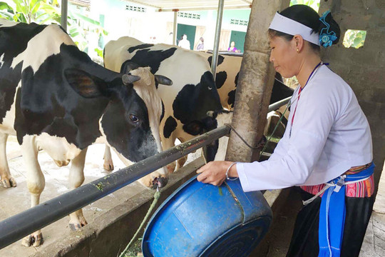 Tập trung phát triển bò thịt, bò sữa