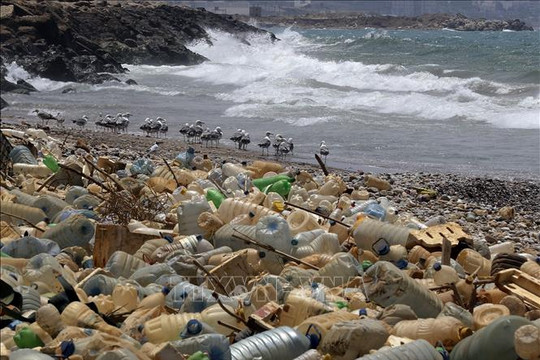 WWF kêu gọi thế giới hành động chống rác thải nhựa đại dương