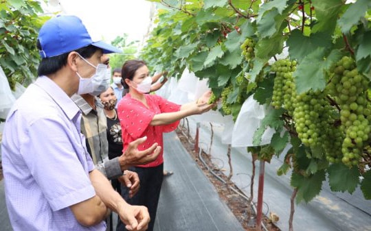 Cả nước có 19.667 trang trại nông nghiệp cho hiệu quả kinh tế cao