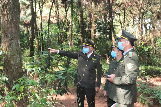 Đến năm 2025, nâng tỷ lệ che phủ rừng của Hà Nội ở mức 5,67-6,2%