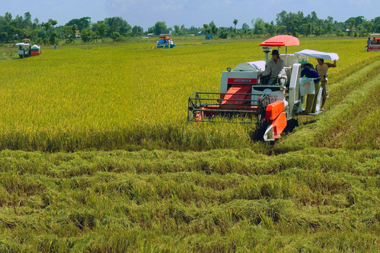 Nâng tầm giá trị hạt gạo Việt