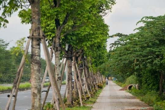 Phấn đấu trồng gần 2,9 triệu cây xanh ở khu vực ngoại thành Hà Nội
