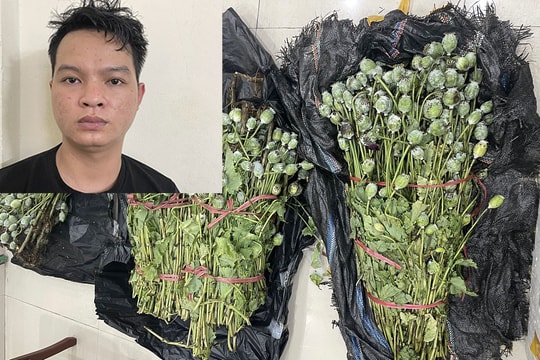 Giấu hàng chục cân cây thuốc phiện trong cốp xe ô tô mang đi bán cho khách