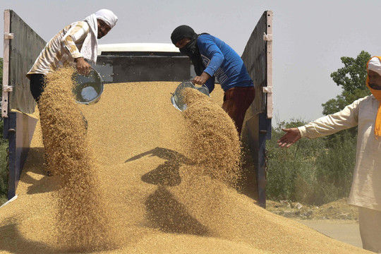 Ấn Độ dừng xuất khẩu lúa mì: Thêm nguy cơ mất an ninh lương thực toàn cầu