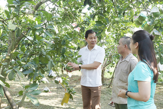 Cấp mã số vùng trồng: Mở cửa cho nông sản Việt vươn xa