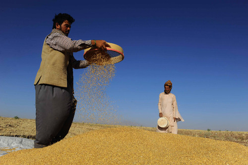 Afghanistan ban hành lệnh cấm xuất khẩu lúa mì