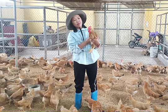 Hà Nội thúc đẩy các giải pháp ổn định chăn nuôi
