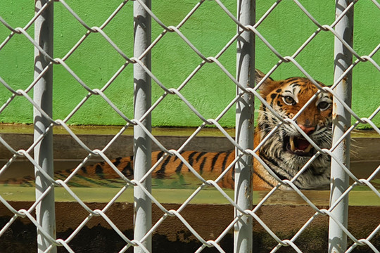 8 cá thể hổ giải cứu tại Nghệ An được chăm sóc đặc biệt tại Vườn thú Hà Nội