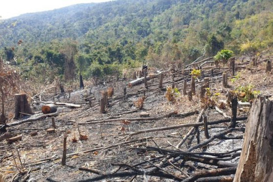 5 tháng đầu năm, khoảng 518,9ha diện tích rừng bị thiệt hại