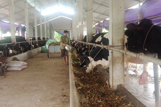 Tháo gỡ khó khăn trong chăn nuôi bò sữa
