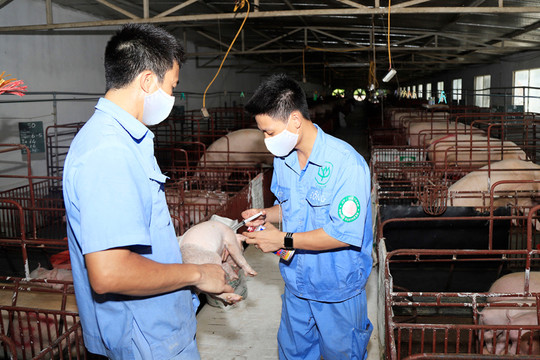Sản xuất vắc xin phòng bệnh Dịch tả lợn châu Phi: Thêm nhiều cơ hội cho chăn nuôi