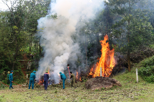 Tăng cường cơ chế, chính sách phòng, chống cháy rừng