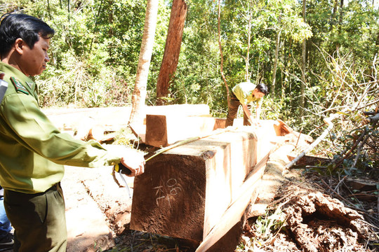 Phát hiện 4.688 vụ vi phạm các quy định về bảo vệ và phát triển rừng