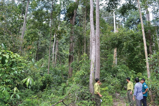 Nền tảng thúc đẩy phát triển rừng