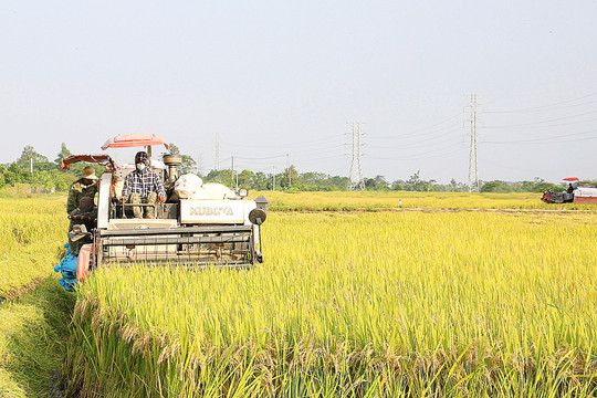 Nhân rộng liên kết sản xuất và tiêu thụ lúa gạo