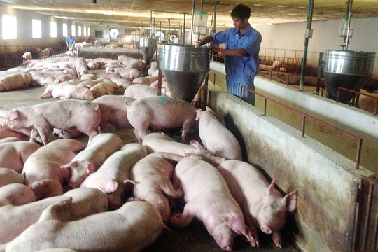 Yêu cầu thực hiện ngay các biện pháp bình ổn giá thịt lợn