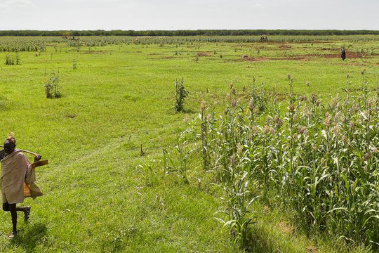 Châu Phi: Giải bài toán phát triển nông nghiệp bền vững