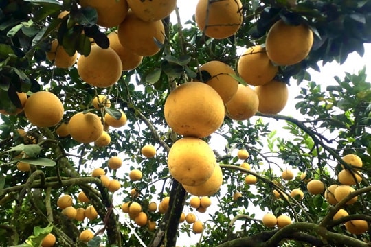 “Tháng Tám nắng rám trái bưởi”
