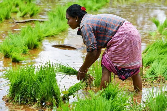 Diện tích trồng lúa tại Ấn Độ bị thu hẹp: Thách thức mới với nguồn cung lương thực toàn cầu