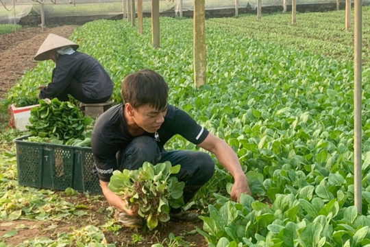 Gia Lâm hỗ trợ nông dân phát triển kinh tế