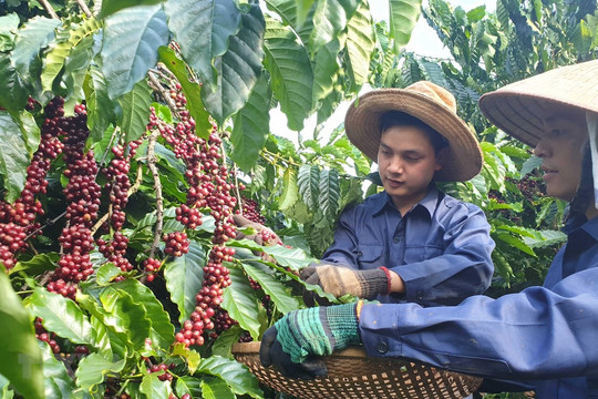 Xuất khẩu cà phê Việt Nam đứng thứ hai thế giới