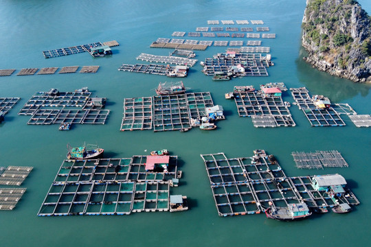 Cả nước hiện có 51 cơ sở sản xuất giống cá biển