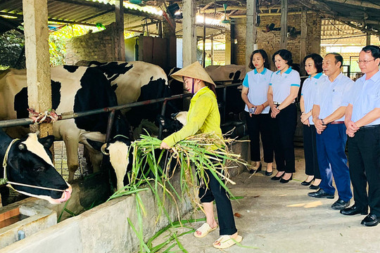 Hơn 2 tỷ đồng cho hội viên phụ nữ vay vốn để chăn nuôi bò sữa