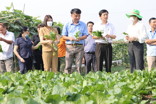 Hà Nội thúc đẩy sản xuất nông nghiệp theo chuỗi giá trị