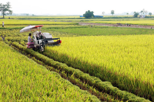 Các địa phương khẩn trương thu hoạch lúa mùa