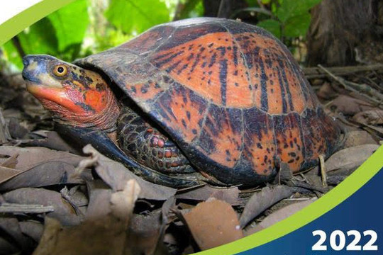 Phát hành ''Sách hướng dẫn định loại các loài rùa cạn và rùa nước ngọt Việt Nam 2022''