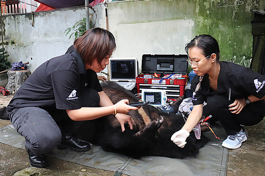Người dân tự nguyện bàn giao cá thể gấu ngựa về Trung tâm Cứu hộ gấu Việt Nam