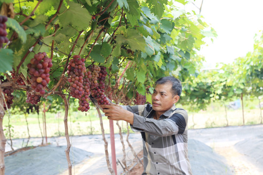 Hà Nội có 14 vùng sản xuất cây ăn quả giá trị cao