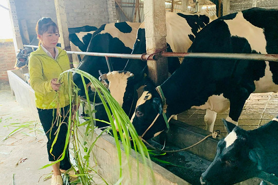 Hội viên phụ nữ thoát nghèo từ dự án bò sữa