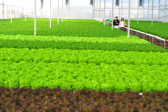 Đến năm 2025, sản phẩm nông nghiệp ứng dụng công nghệ cao chiếm 70%