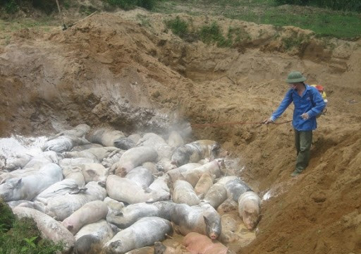 Tiêu hủy 47.474 con lợn mắc bệnh Dịch tả lợn châu Phi