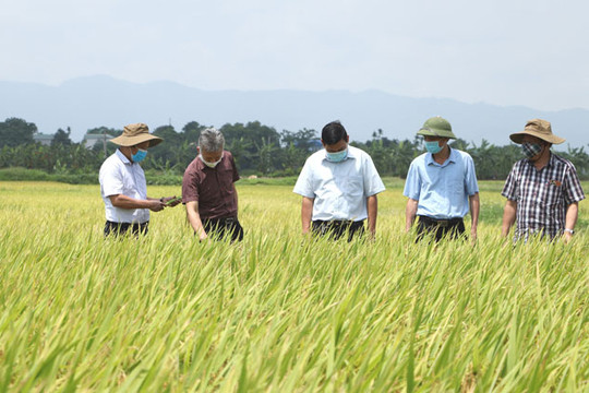 Cánh đồng không thuốc bảo vệ thực vật ở Phú Xuyên