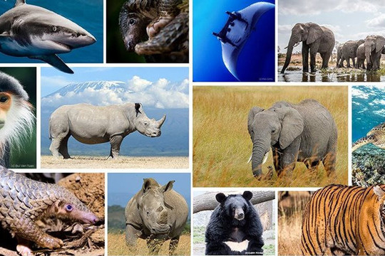 Thế giới có 69% quần thể động vật hoang dã bị suy giảm
