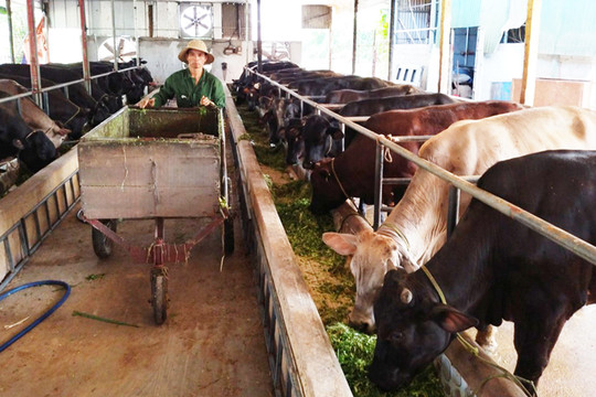 Hà Nội xây dựng vùng chăn nuôi bò thịt chất lượng cao