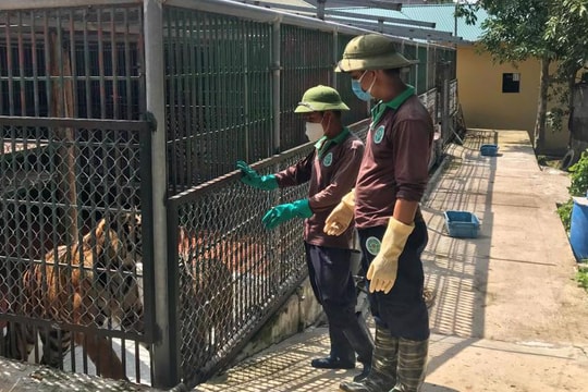 Cứu hộ 774 cá thể động vật hoang dã