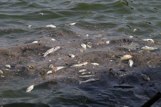 Kiểm tra, xử lý, khắc phục tình trạng cá chết tại hồ Tây