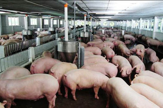 Chăn nuôi lợn chuyển dịch từ nhỏ lẻ sang quy mô lớn