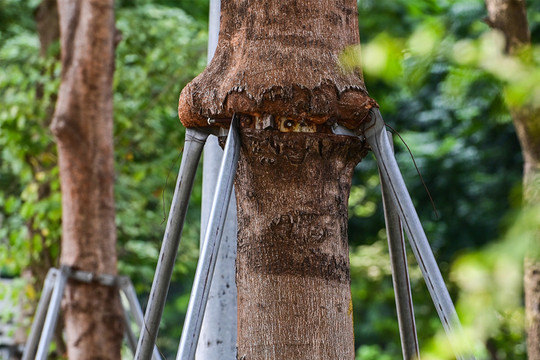 Hà Nội: Xử lý ngay các vòng đai thép siết chặt làm biến dạng thân cây