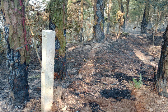 Vụ cháy rừng ở huyện Sóc Sơn gây thiệt hại 1,45ha rừng