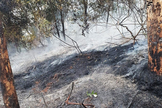 Cháy hơn 1,5ha rừng sản xuất tại huyện Chương Mỹ